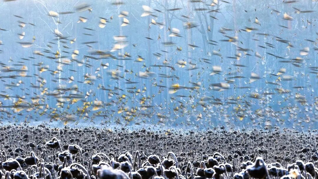 淫乱家族 电影 逐渐揭示家族衰败的淫乱原因海报