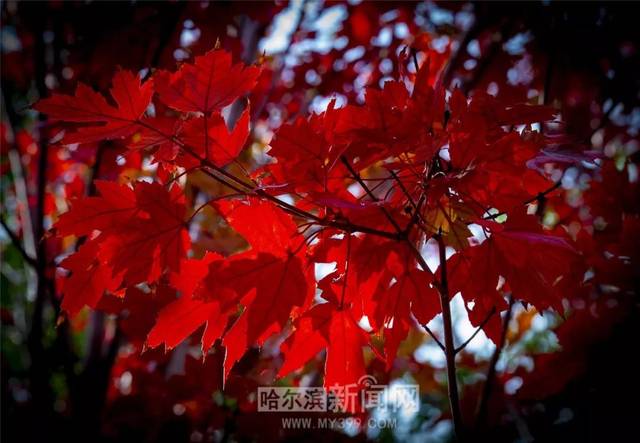 男高中生男同海报