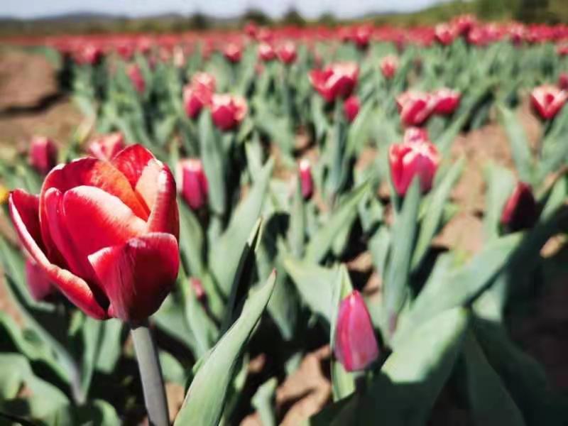 因为老婆怀孕所以动漫 那份模糊而又巨大的怀孕想象海报